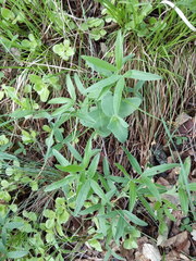 Hylotelephium caucasicum