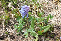 Corydalis pauciflora