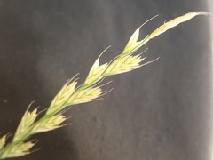 Stenostachys gracilis