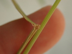 Stenostachys gracilis