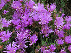Lampranthus spectabilis