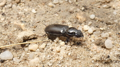 Broscus punctatus