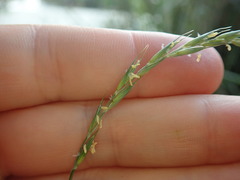 Stenostachys gracilis