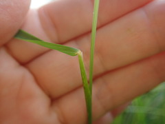 Stenostachys gracilis