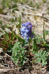 Corydalis pauciflora