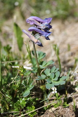 Corydalis pauciflora