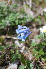 Corydalis pauciflora