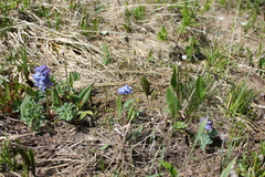 Corydalis pauciflora