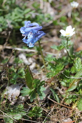 Corydalis pauciflora