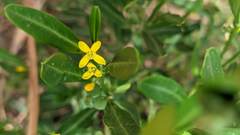 Cneorum tricoccon