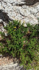 Hypericum balearicum