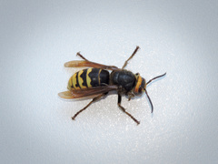 Vespa crabro altaica