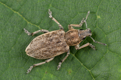Tanymecus palliatus