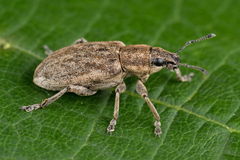 Tanymecus palliatus