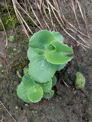 Hylotelephium caucasicum