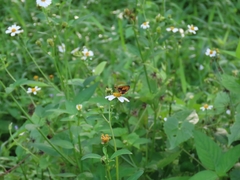 Ampittia dioscorides
