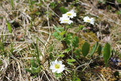 Callianthemum sajanense
