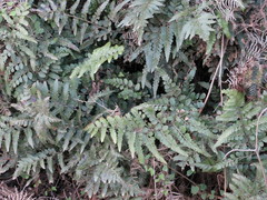 Asplenium lyallii
