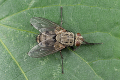 Microphthalma europaea