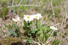 Callianthemum sajanense