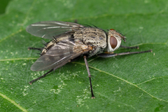 Microphthalma europaea