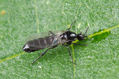 Ectaetia