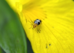 Paridea oculata