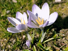 Crocus carpetanus