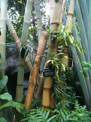 Dendrocalamus giganteus