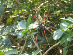 Trichonephila inaurata