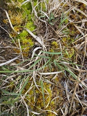 Subsecunda