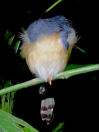 Ashy Prinia (Prinia socialis), photo 3