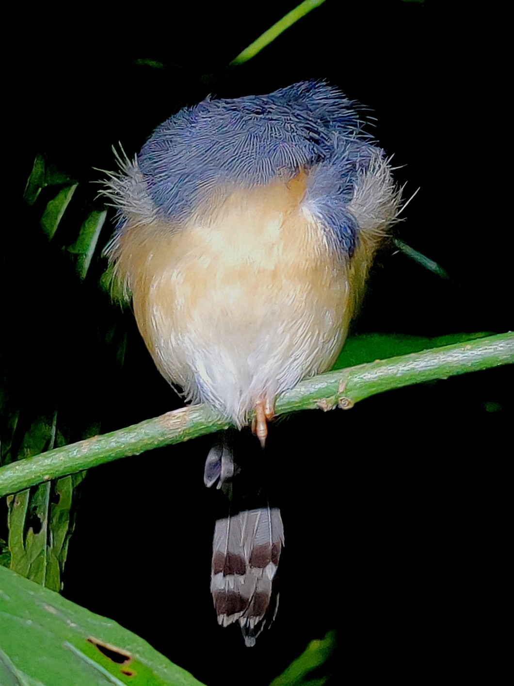 Ashy Prinia illustration