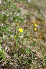 Potentilla gelida