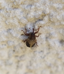 Lignyodes enucleator