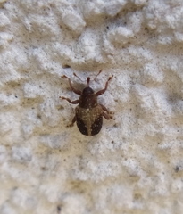 Lignyodes enucleator