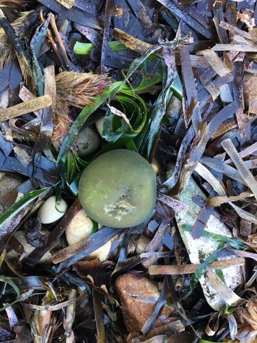 Palla verde