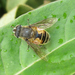 Eristalis bogotensis - Photo (c) Rob Westerduijn, some rights reserved (CC BY-NC), uploaded by Rob Westerduijn