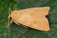 Enargia paleacea