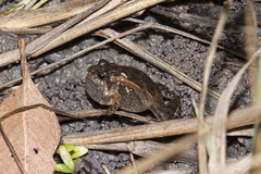 Crinia remota