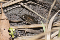 Crinia remota