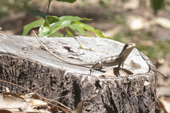 Lophognathus gilberti