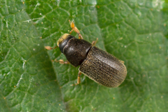 Polygraphus grandiclava