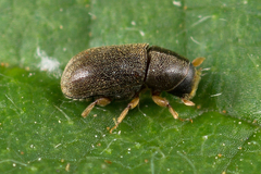 Polygraphus grandiclava