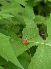 Leiobunum ventricosum