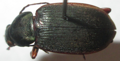 Chlaenius peringueyi