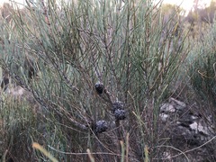 Allocasuarina pusilla