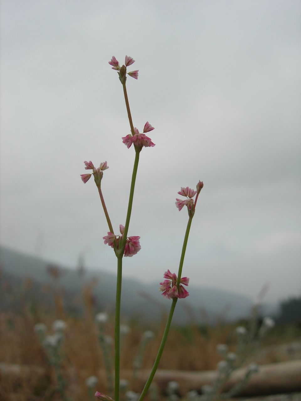Eriogonum davidsonii