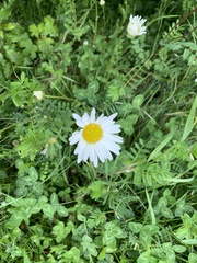 Leucanthemum vulgare