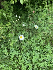 Leucanthemum vulgare
